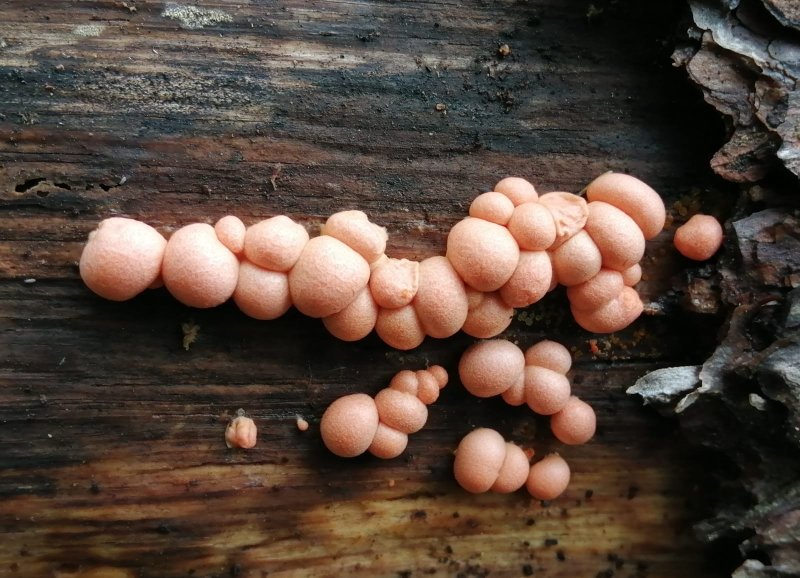 MYXOMYCÈTE. LYCOGALA EPIPENDRUM. Mis champignon, pas de mycélium, mis animal, se déplace vers une source nutritive, nutrition par ingestion. ALAIN LEROY